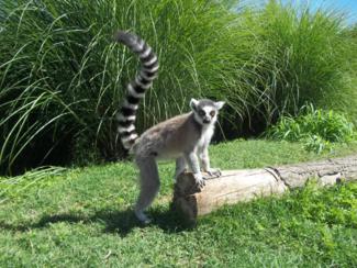 Foto dello Zoom (lemure)