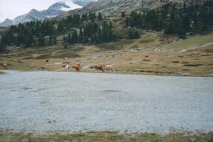 Foto dal Bernina Express